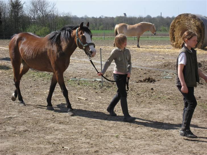 Anden særlig race Romeo (R.I.P.) - første gang vi så ham billede 10