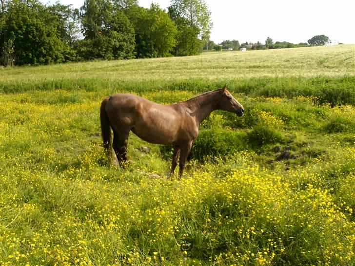 Dansk Varmblod Cherri *R.I.P* billede 4