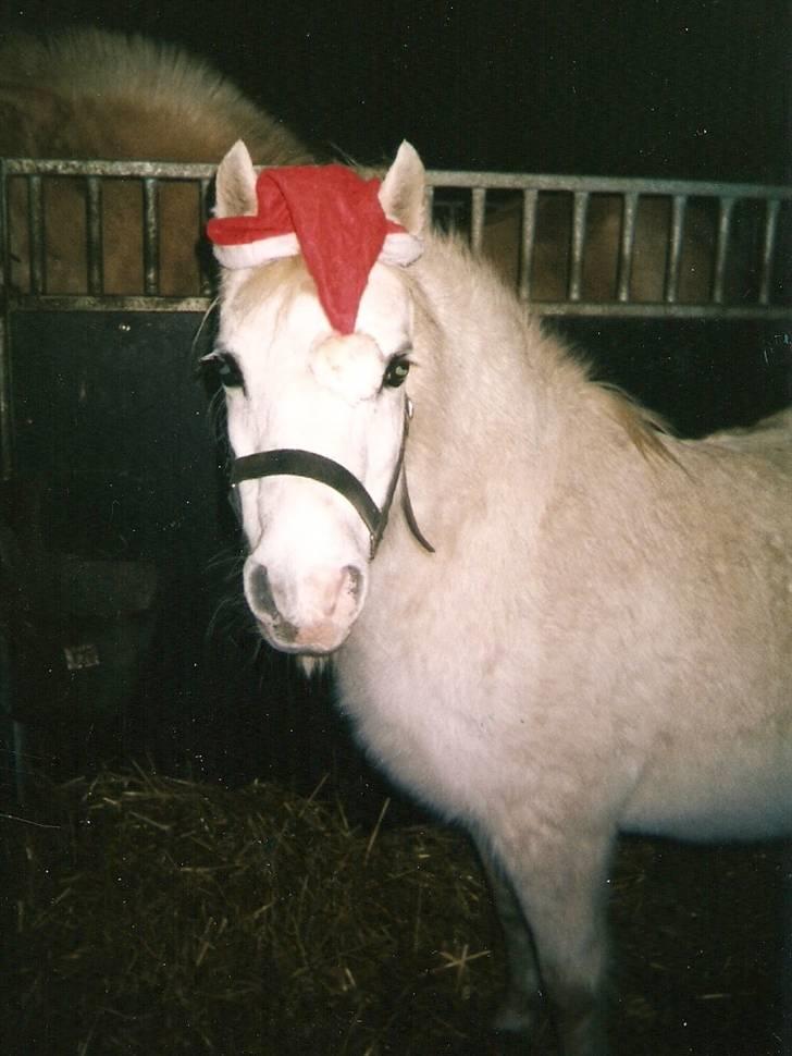 Dartmoor † Donna af stegstedgård † - Nu med nissehue billede 15