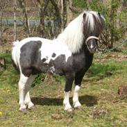 Shetlænder Diablo - SOLGT