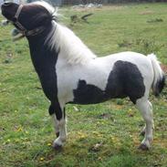 Shetlænder Diablo - SOLGT