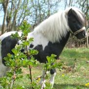 Shetlænder Diablo - SOLGT