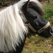 Shetlænder Diablo - SOLGT