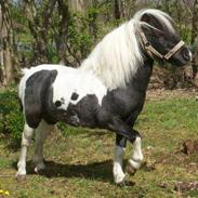 Shetlænder Diablo - SOLGT