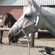 Dansk Varmblod Centa<33