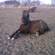 Islænder Freyja fra Sjørslev