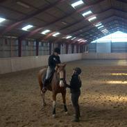 Dansk Varmblod Krogskærs DeVito