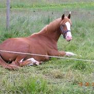 Dansk Varmblod Krogskærs DeVito