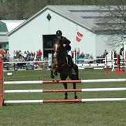 Welsh Cob (sec D) El Faroen<3 R.I.P my'love