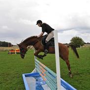 Welsh Cob (sec D) El Faroen<3 R.I.P my'love