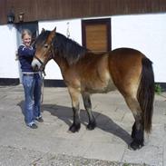 Nordsvensk Skovhest Luna Morsbøl