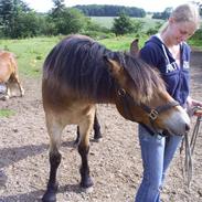 Nordsvensk Skovhest Luna Morsbøl