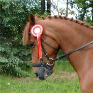 Anden særlig race Godtfred