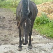 Welsh Cob (sec D) Hamlet *RIP* <3