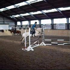 Fjordhest Lykke Kyra