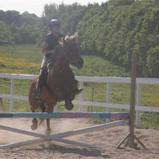 Anden særlig race Barcardi 