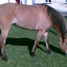 Anden særlig race Shakira *Aflives* ;( 