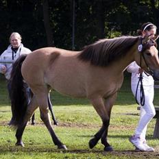Anden særlig race Shakira *Aflives* ;( 