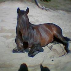 Belgisk varmblod Romeo II Z *R.I.P*