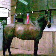 Belgisk varmblod Romeo II Z *R.I.P*