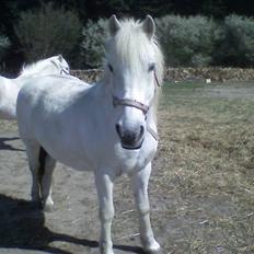 Anden særlig race - Amanda