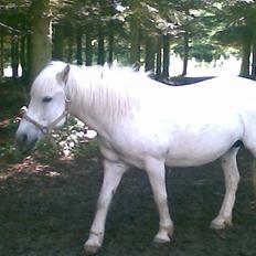 Anden særlig race - Amanda