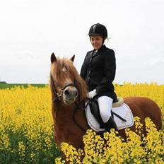 Anden særlig race Robin