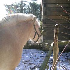 Fjordhest Hercules