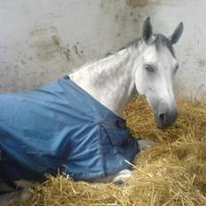 Dansk Varmblod AM´s Toscana (solgt) <3