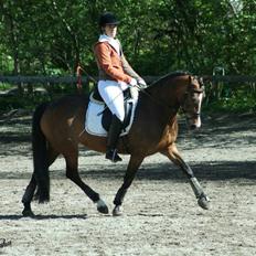 New Forest Strandagers Maritza