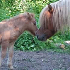 Shetlænder Thorshøjs Svafner 