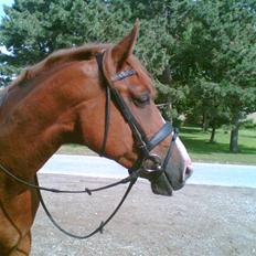 Anden særlig race Tarco Bello ( R.I.P )