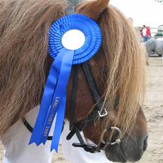 Shetlænder Ørnhøj Red Label SH 197  