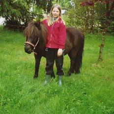 Shetlænder Kongsvads Sorte