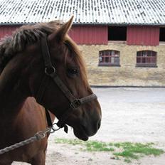 Anden særlig race Barcardi 