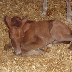 Anden særlig race Midnight Summer Madness