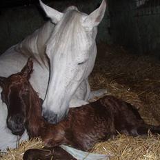 Anden særlig race Midnight Summer Madness