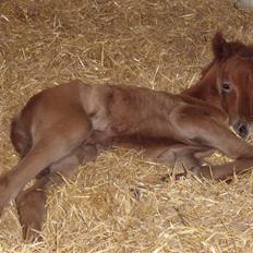 Anden særlig race Midnight Summer Madness