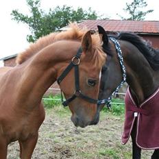 Anden særlig race Moon Dancer  *MD*