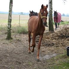 Anden særlig race Moon Dancer  *MD*