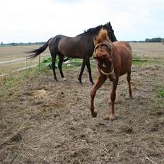 Anden særlig race Moon Dancer  *MD*