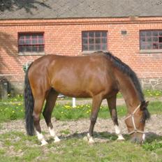 Anden særlig race Søgårdens Mandy *solgt*