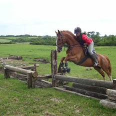 Frederiksborg Scharlif Brødholt - min stjerne! <3