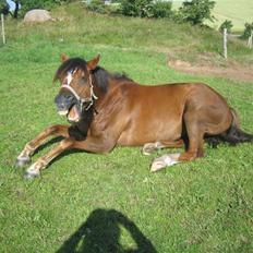 Welsh Partbred (Sec F) Montoya