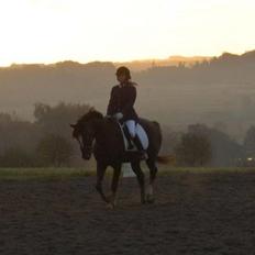 Welsh Partbred (Sec F) Montoya