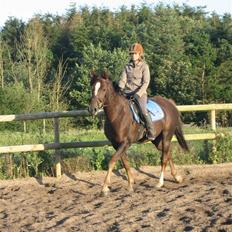 Welsh Partbred (Sec F) Montoya