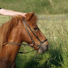 Islænder Tói fra Hem