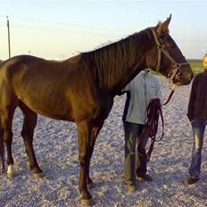 Oldenborg Cheris Shadow