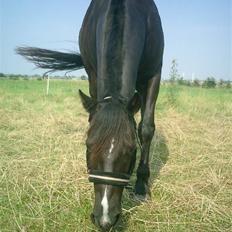 Welsh Cob (sec D) Hamlet *RIP* <3