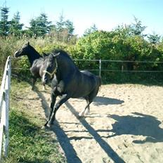 Welsh Cob (sec D) Hamlet *RIP* <3